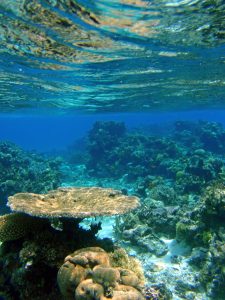 buceo en punta cana